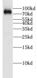 CPEB4 Antibody - BSA Free