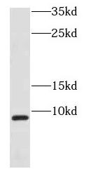 COX7B Antibody - BSA Free
