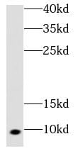 COX7A1 Antibody - BSA Free