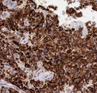 COX7A1 Antibody - BSA Free
