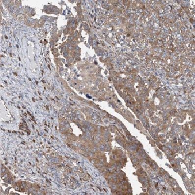 COX IV Isoform 2 Antibody - BSA Free