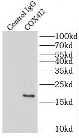 COX IV Isoform 2 Antibody - BSA Free