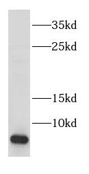 COX17 Antibody - BSA Free