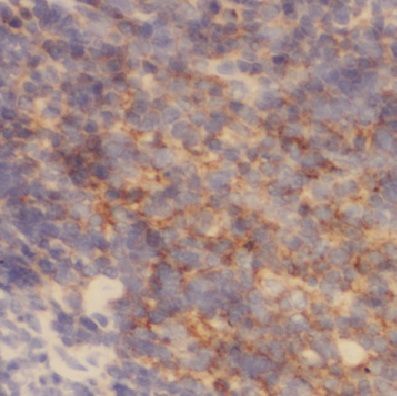 COX17 Antibody - BSA Free