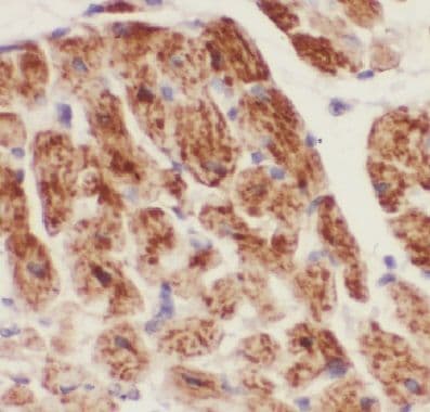 COQ5 Antibody - BSA Free