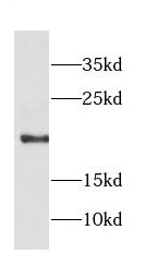COPZ1 Antibody - BSA Free