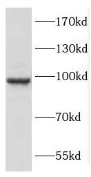 COPG2 Antibody - BSA Free