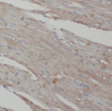 COPG2 Antibody - BSA Free