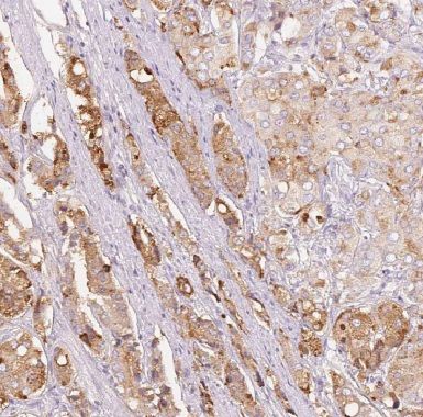 COPE Antibody - BSA Free