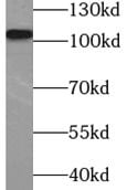 COP1 Antibody - BSA Free