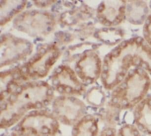 COL4A2 Antibody - BSA Free