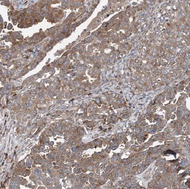 COG1 Antibody - BSA Free