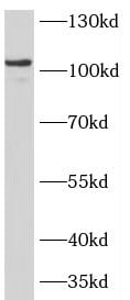COG1 Antibody - BSA Free