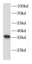 CNTD Antibody - BSA Free