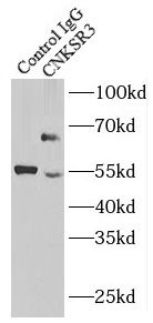 CNKSR3 Antibody - BSA Free
