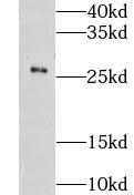 Cklfsf8 Antibody - BSA Free