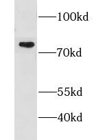 CMIP Antibody - BSA Free