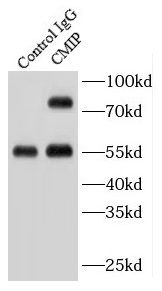 CMIP Antibody - BSA Free