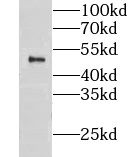 CLUAP1 Antibody - BSA Free
