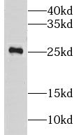 CLRN2 Antibody - BSA Free