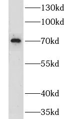 CLPB Antibody - BSA Free