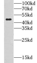 CLN3 Antibody - BSA Free