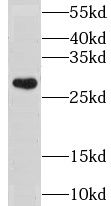 CLIC3 Antibody - BSA Free