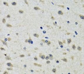 CLIC1 Antibody - BSA Free
