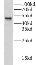 CLEC18A Antibody - BSA Free