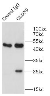 Claudin-9 Antibody - BSA Free