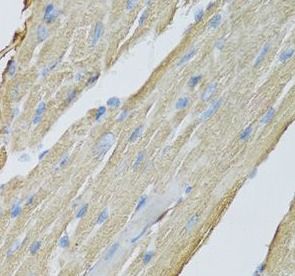 CKMT2 Antibody - BSA Free