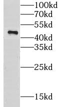 Creatine kinase MT 1A Antibody - BSA Free