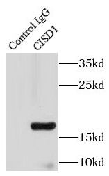 CISD1 Antibody - BSA Free