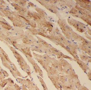 CISD1 Antibody - BSA Free