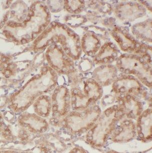 CIB4 Antibody - BSA Free