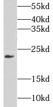 CIB4 Antibody - BSA Free