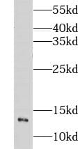 CHURC1 Antibody - BSA Free
