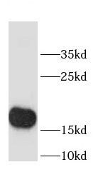 CHCHD2 Antibody - BSA Free