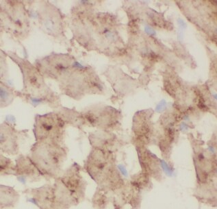 CHCHD10 Antibody - BSA Free