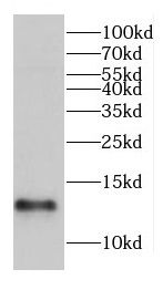 CHCHD1 Antibody - BSA Free