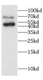 CEECAM1 Antibody - BSA Free