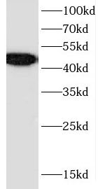 CEP44 Antibody - BSA Free