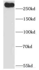 CEP110 Antibody - BSA Free