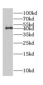 Cdk3 Antibody - BSA Free