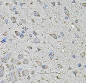 CDK10 Antibody - BSA Free