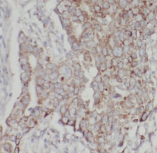Cadherin-26 Antibody - BSA Free