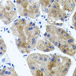 Cadherin-23 Antibody - BSA Free