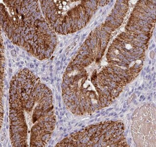 CDC42SE2 Antibody - BSA Free
