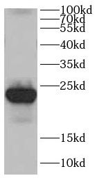 CDC42EP2 Antibody - BSA Free