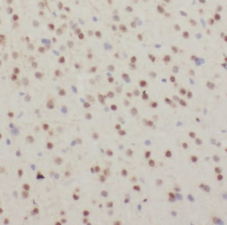 CDC26 Antibody - BSA Free